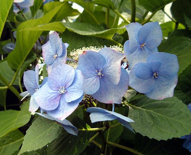 12756 Blue flowers 